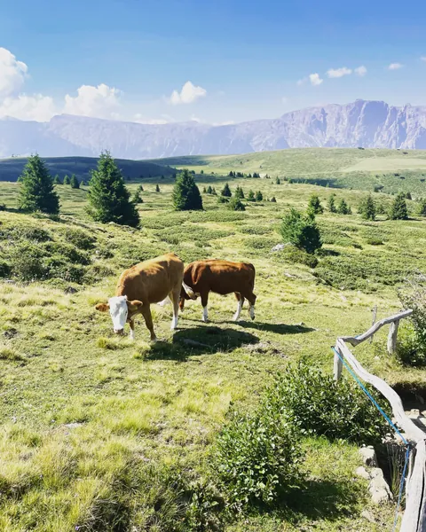 Zwei Kühe auf der Almweide vor den Dolomiten
