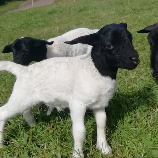 Drei junge Lämmer auf der Wiese