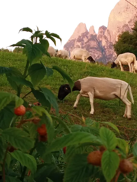 Schafe auf der Weide vor den Dolomiten