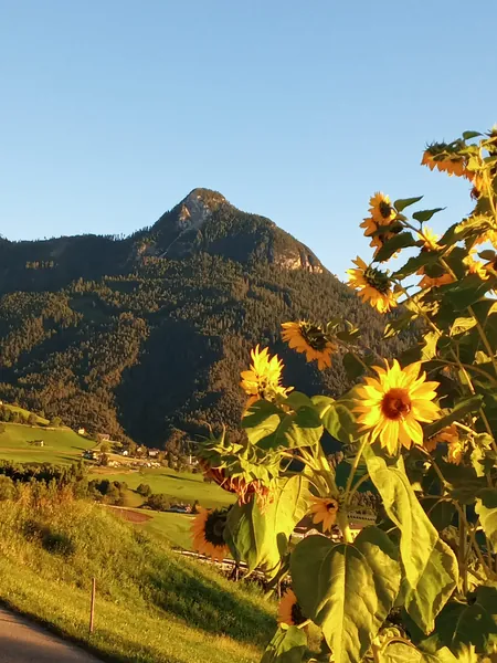 Sonnenblumen vor der Bergkulisse