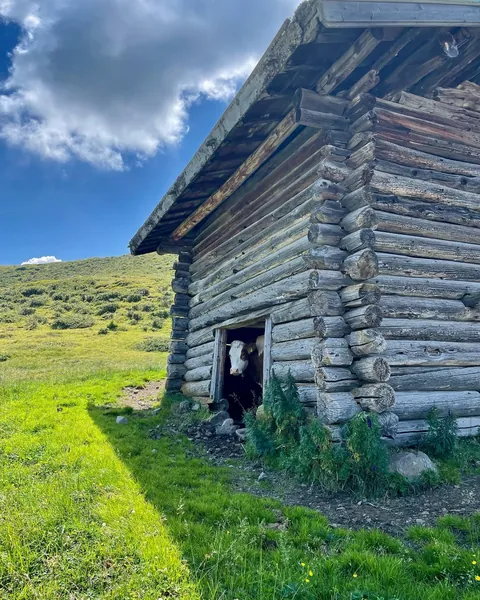 Alte Blockhütte aus Rundstämmen, eine Kuh im Türstock